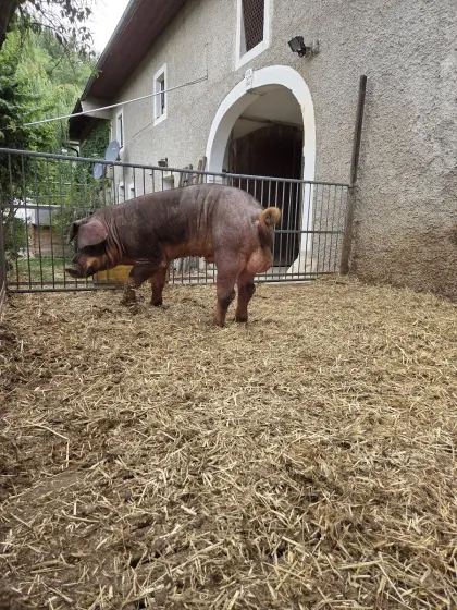 Duroc Jungeber