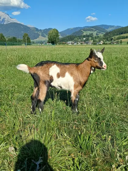 Tauernscheckenkitz