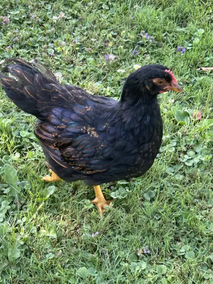 Barnevelder Hahn BSDG