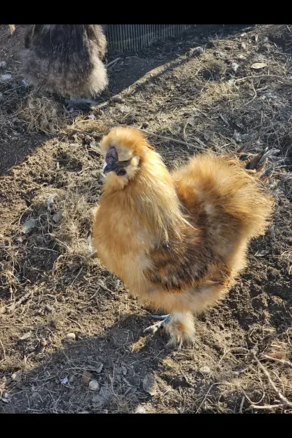 Seidenhuhn Hahn