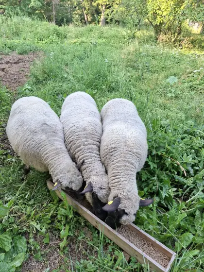 3 Shropshire-Schafe