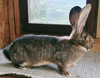 Riesenkaninchen