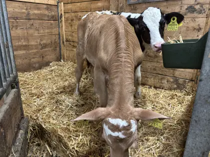 Holstein und Jersy mal WB Stierkälber