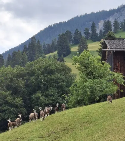 1,5-jährige Thüringer Waldziegen Jung-Zuchttiere zu verkaufen