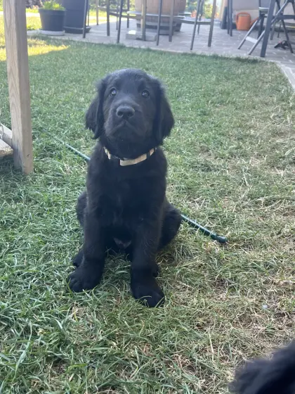 Reinrassige Flat Coated Retriever