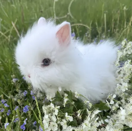 Teddyzwergkaninchen