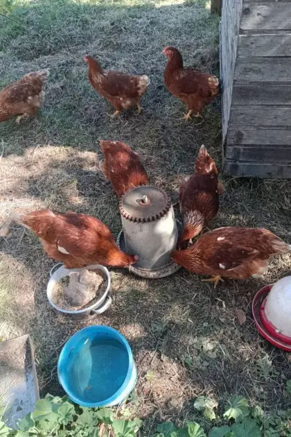 Verkauf frische Hühnereier