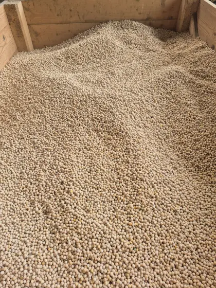 Bio-Sommererbse UM1