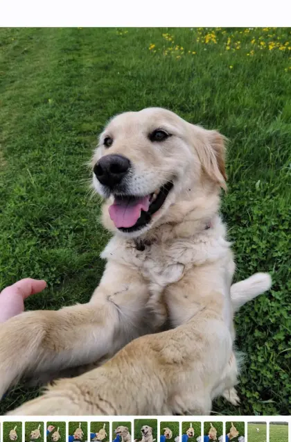 Wurfankündigung Goldendoodle-Welpen
