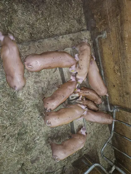 Schöne Ferkel