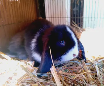 Zwergkaninchen