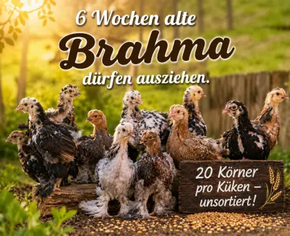 Brahma Küken/BE