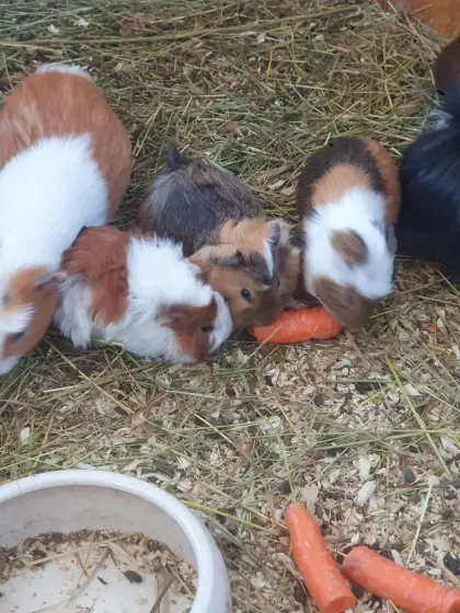 Meerschweinchen
