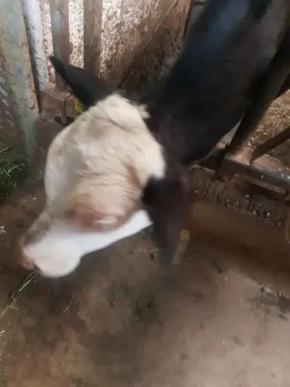 Stierkalb