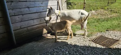 Milchziege mit oder ohne Kitz