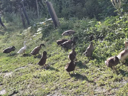 Enten