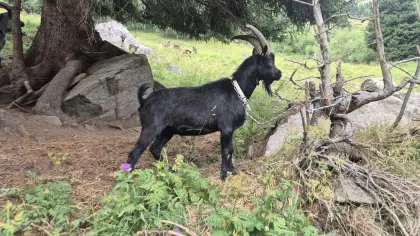 Bock