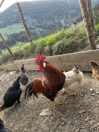 Reinrassige Italiener in Original-Rebhuhnfarbe abzugeben.