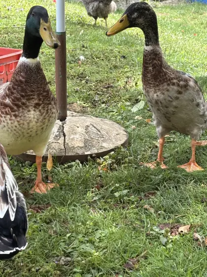 2 Laufenten-Erpel abzugeben oder Tausch gegen 2 Weibchen