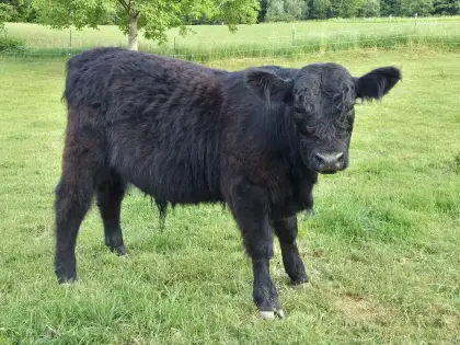 Galloway Jungstier, geb. 19.06.2025