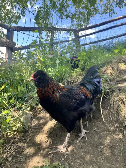 Bio-Junghähne Grün-, Olivleger und Schwedisches Blumenhuhn