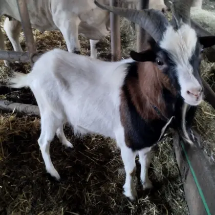 Ziegenbock