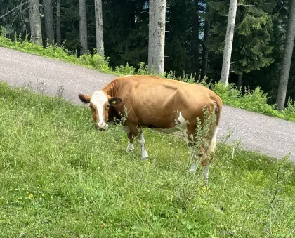 Lilli und Jasmin Fleckvieh-Kühe