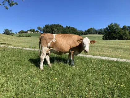 Bio-Fleckvieh Mutterkuh