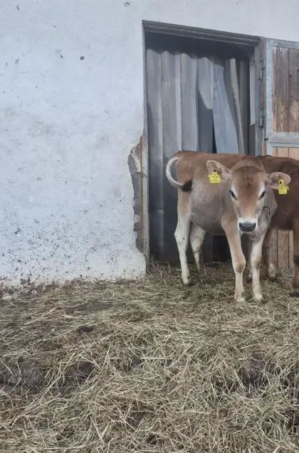 Jersey Kalb