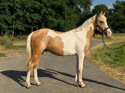 Außergewöhnlicher Palomino-Wallach