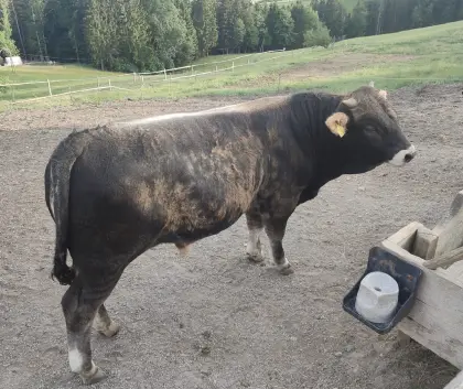 Bio Murbodner Jungstier
