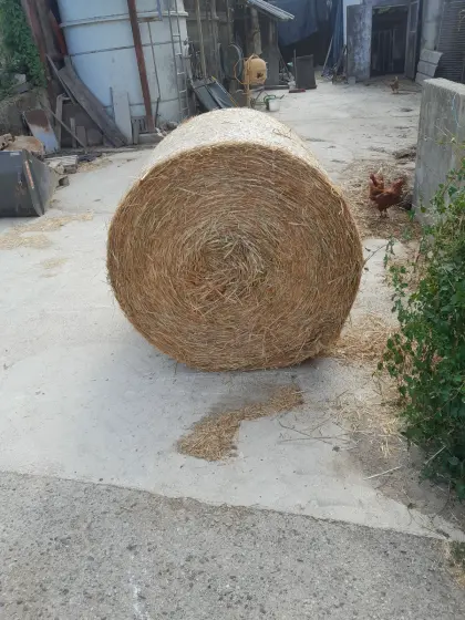 Haferstroh
