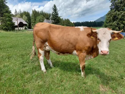 Bio-Kuh