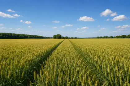 Ackerflächen zur Eigenbewirtschaftung oder Kapitalanlage!