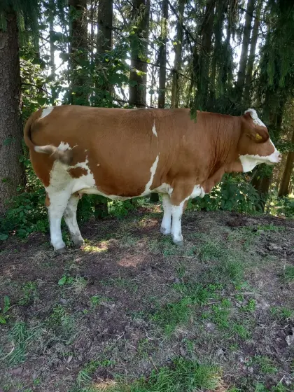 Bio-Kalbin trächtig