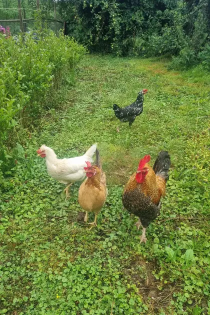 3 Hühner und 1 Hahn