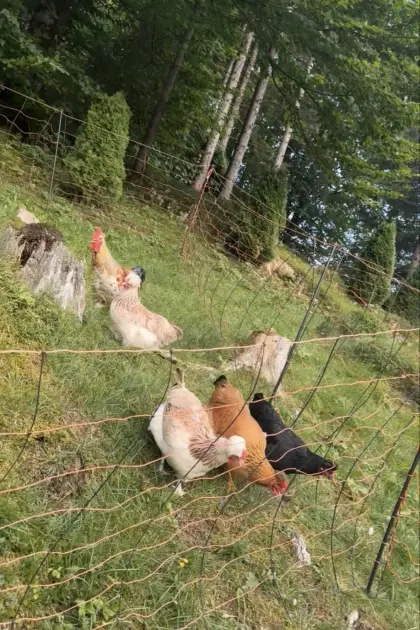 Hühner, Zwerghühner, Lavend Araucana