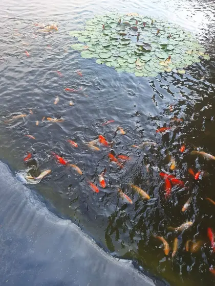 Goldfische