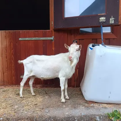 Saanebock