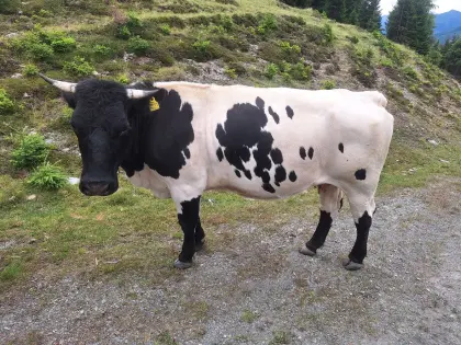 Trächtige schwarze Pinzgauer Kuh