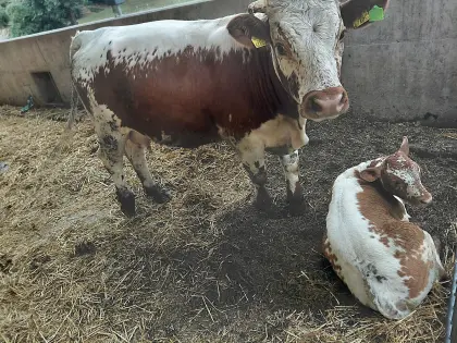 Verkaufe Kuh mit Kuhkalb