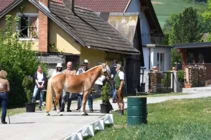 Decoletta, Haflinger Stute