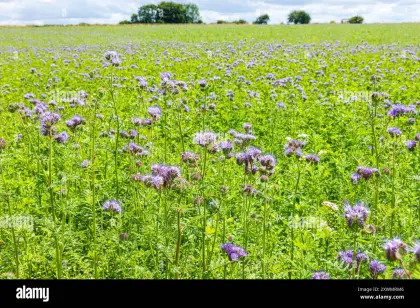 Verkaufe Bio Phacelia