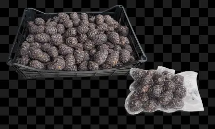 Zirbenzapfen frisch vakuumiert und gekühlt, 10 kg