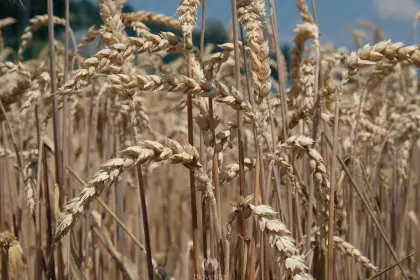 1,2 ha Bio-Winterweizen zu verkaufen