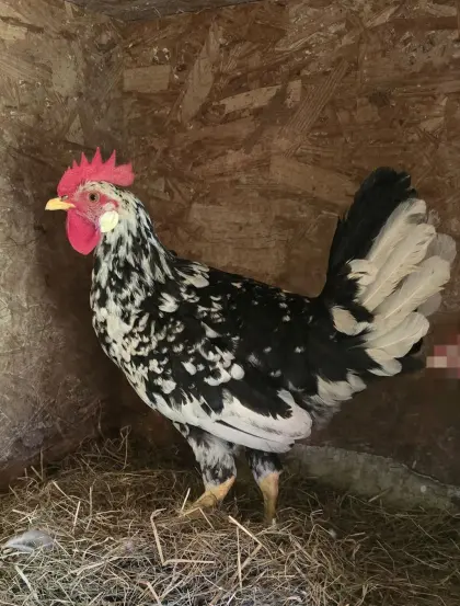 Leghorn Exchequer 1:1 von 2026