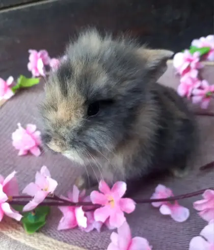 Zwergkaninchen Löwenkopf Bub