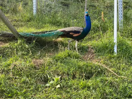 Pfau-Pärchen