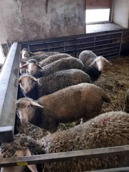 Merino-Widder