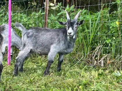 Blaues Bockkitz